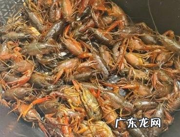 龙虾怎么清洗更干净 怎样清洗小龙虾最干净