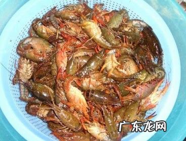 龙虾怎么清洗更干净 怎样清洗小龙虾最干净