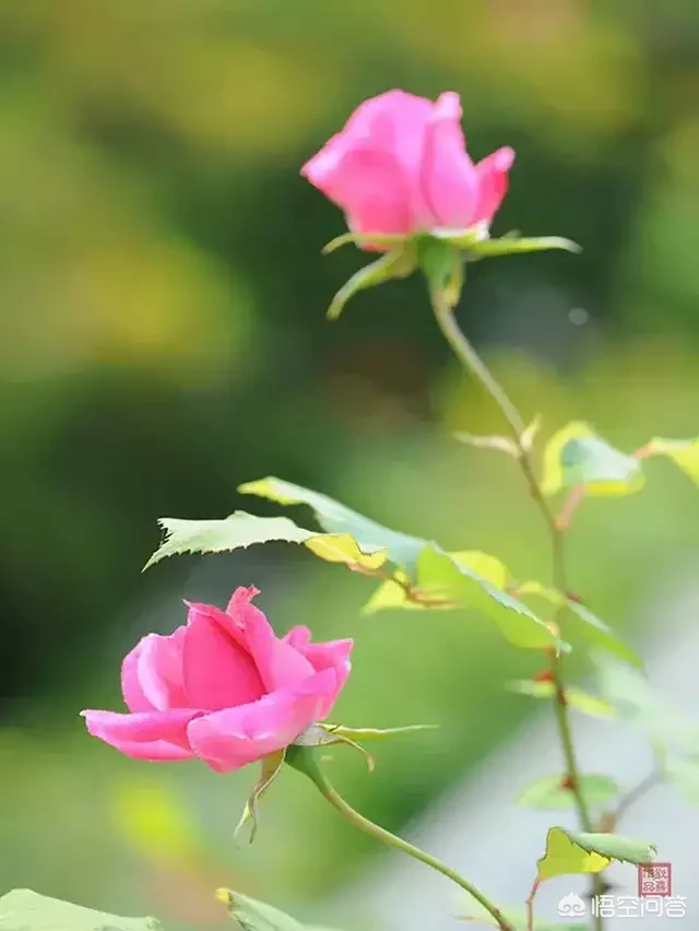 好习惯是怎么养成的?