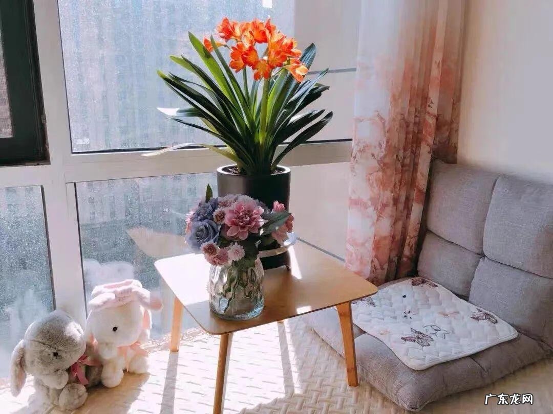 家里养蟹爪兰风水 家种蟹爪兰风水好吗