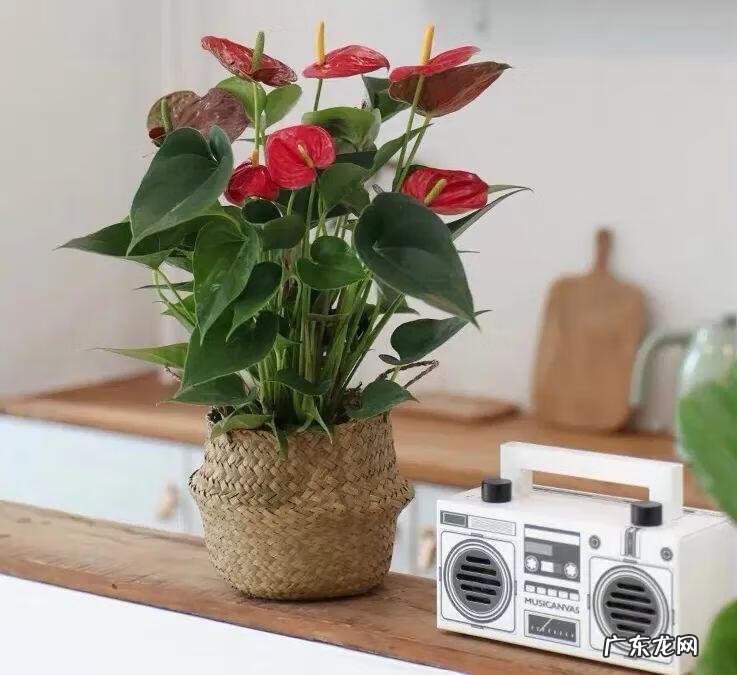 家里养蟹爪兰风水 家种蟹爪兰风水好吗