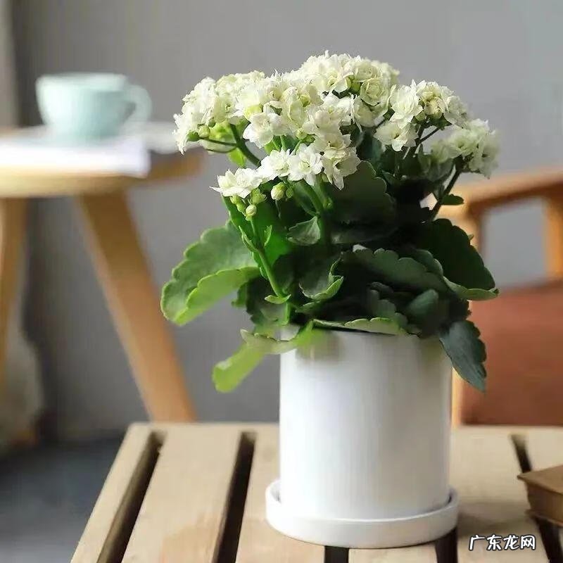 家里养蟹爪兰风水 家种蟹爪兰风水好吗