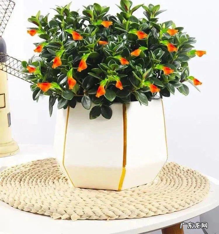 家里养蟹爪兰风水 家种蟹爪兰风水好吗