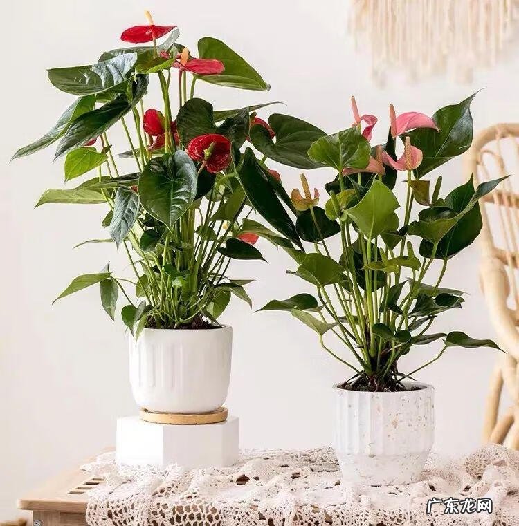 家里养蟹爪兰风水 家种蟹爪兰风水好吗