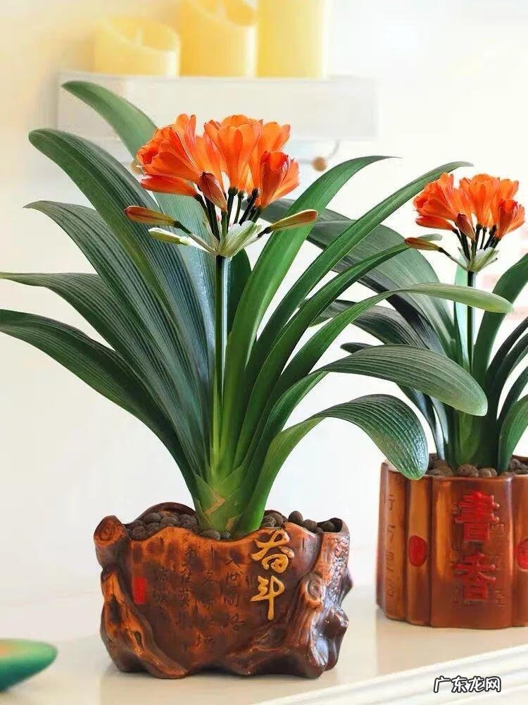 家里养蟹爪兰风水 家种蟹爪兰风水好吗