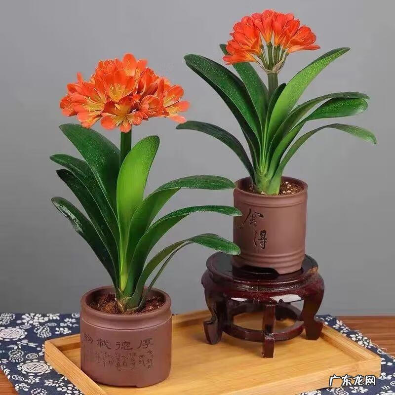 家里养蟹爪兰风水 家种蟹爪兰风水好吗