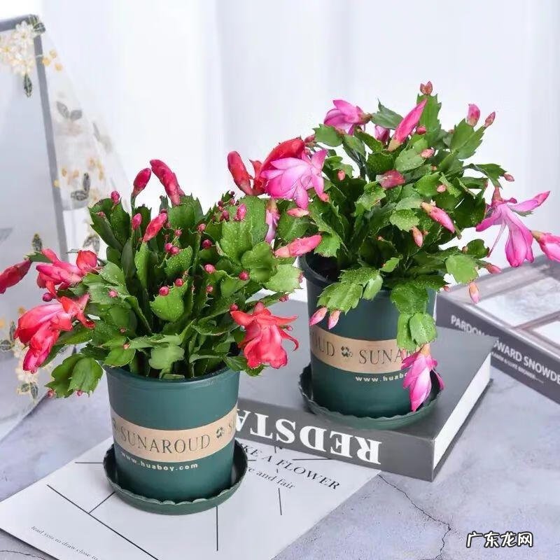 家里养蟹爪兰风水 家种蟹爪兰风水好吗