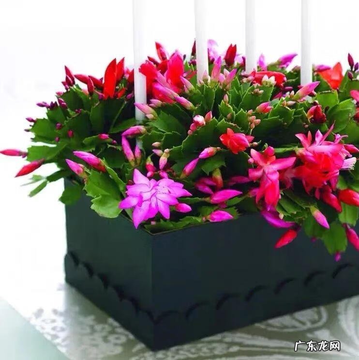 家里养蟹爪兰风水 家种蟹爪兰风水好吗