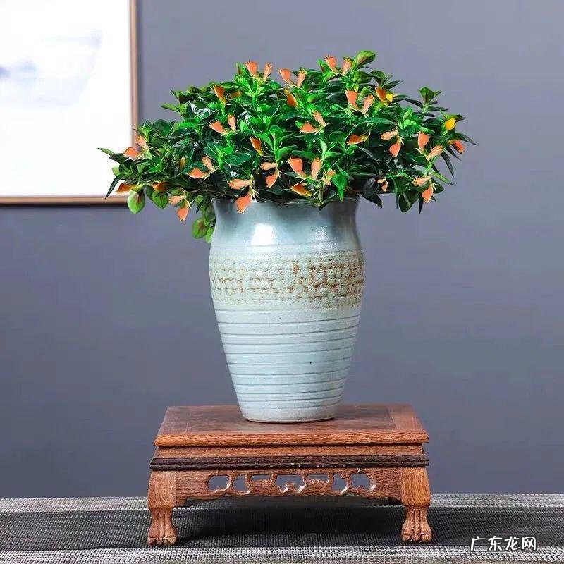 家里养蟹爪兰风水 家种蟹爪兰风水好吗