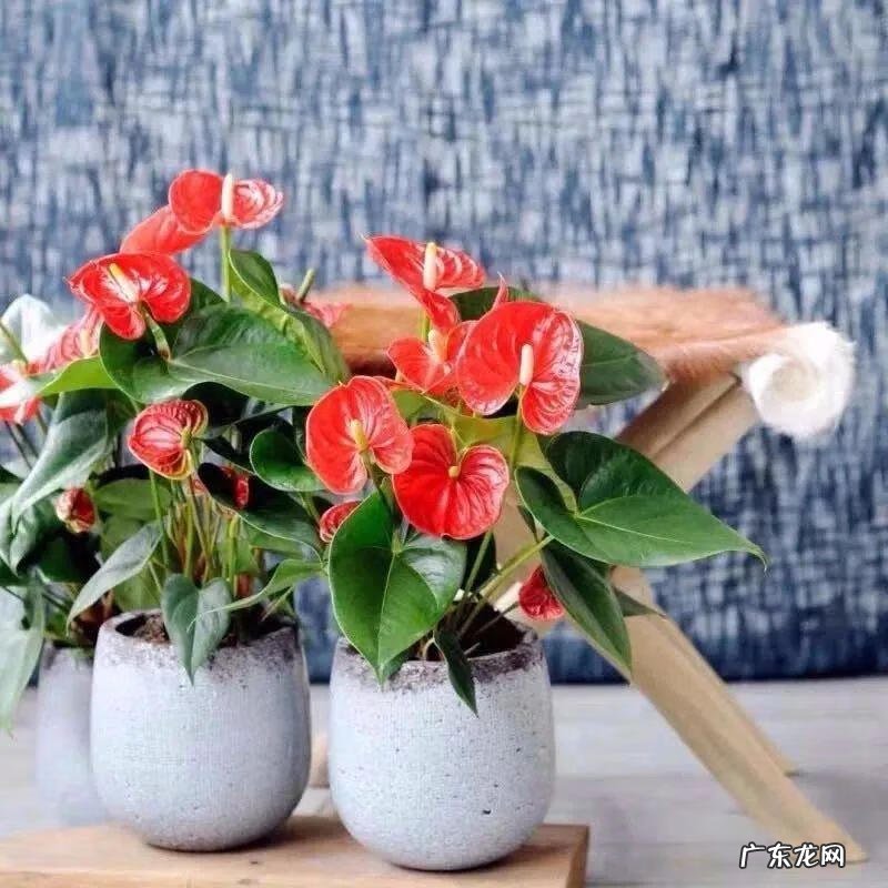 家里养蟹爪兰风水 家种蟹爪兰风水好吗