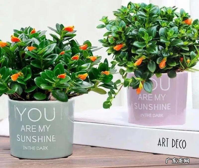 家里养蟹爪兰风水 家种蟹爪兰风水好吗