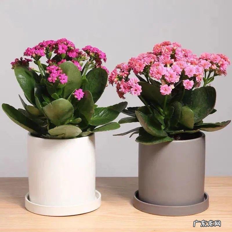 家里养蟹爪兰风水 家种蟹爪兰风水好吗