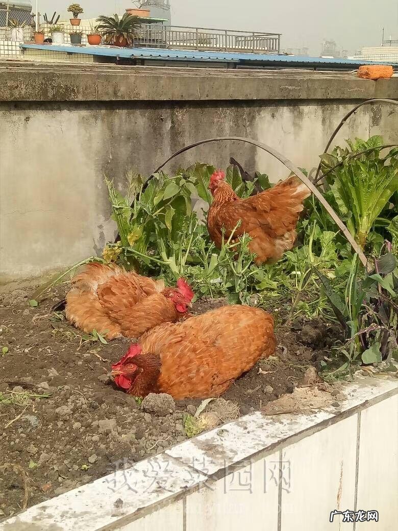 楼顶养狗风水讲究 房顶养家禽风水好吗