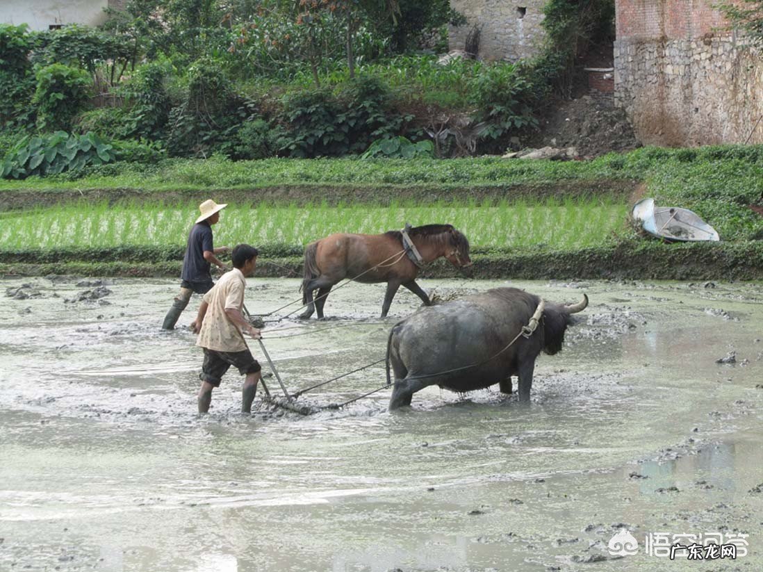 农村俗语“牛马年,广收田,狗猴年,饥荒连”事什么意思?有道理吗?