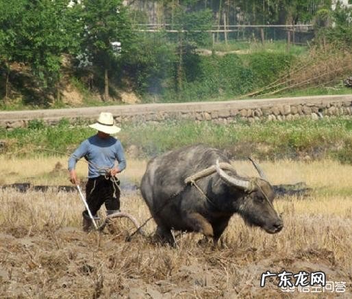 农村俗语“牛马年,广收田,狗猴年,饥荒连”事什么意思?有道理吗?