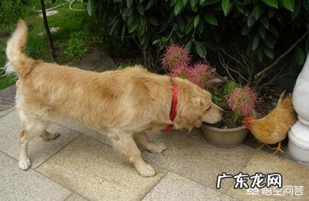 农村俗语“牛马年,广收田,狗猴年,饥荒连”事什么意思?有道理吗?