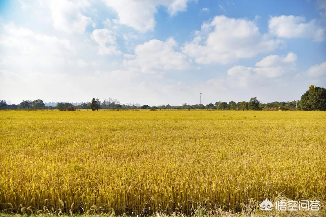 农村俗语“牛马年,广收田,狗猴年,饥荒连”事什么意思?有道理吗?