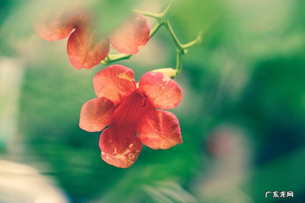 凌霄花的寓意象征庭院 凌霄的养殖方法和花期