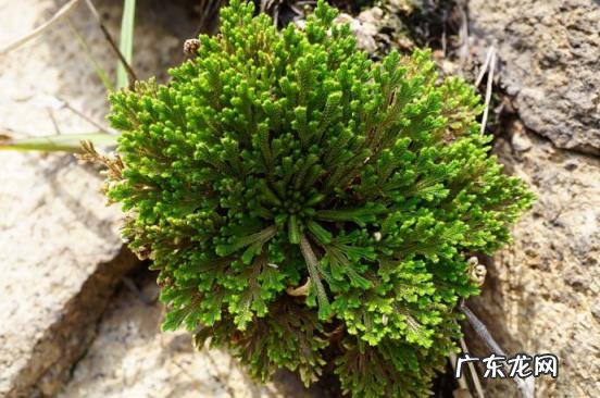 为什么家里不能养卷柏树 盆栽绿萝花