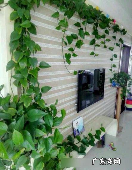 为什么家里不能养卷柏树 盆栽绿萝花
