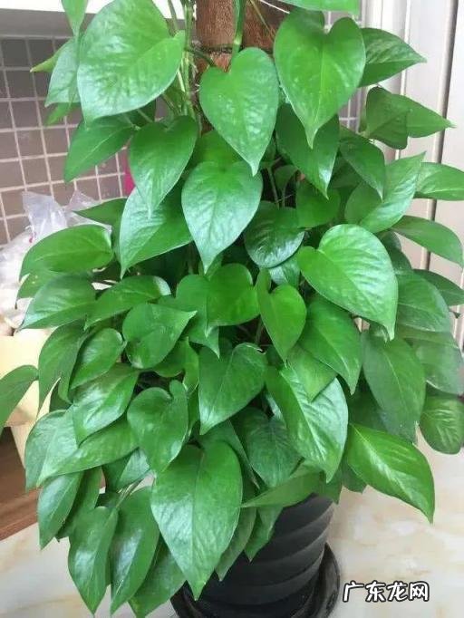 为什么家里不能养卷柏树 盆栽绿萝花