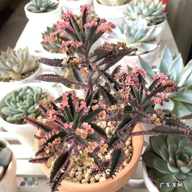 为什么家里不能养卷柏树 盆栽绿萝花