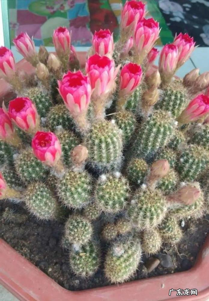 为什么家里不能养卷柏树 盆栽绿萝花