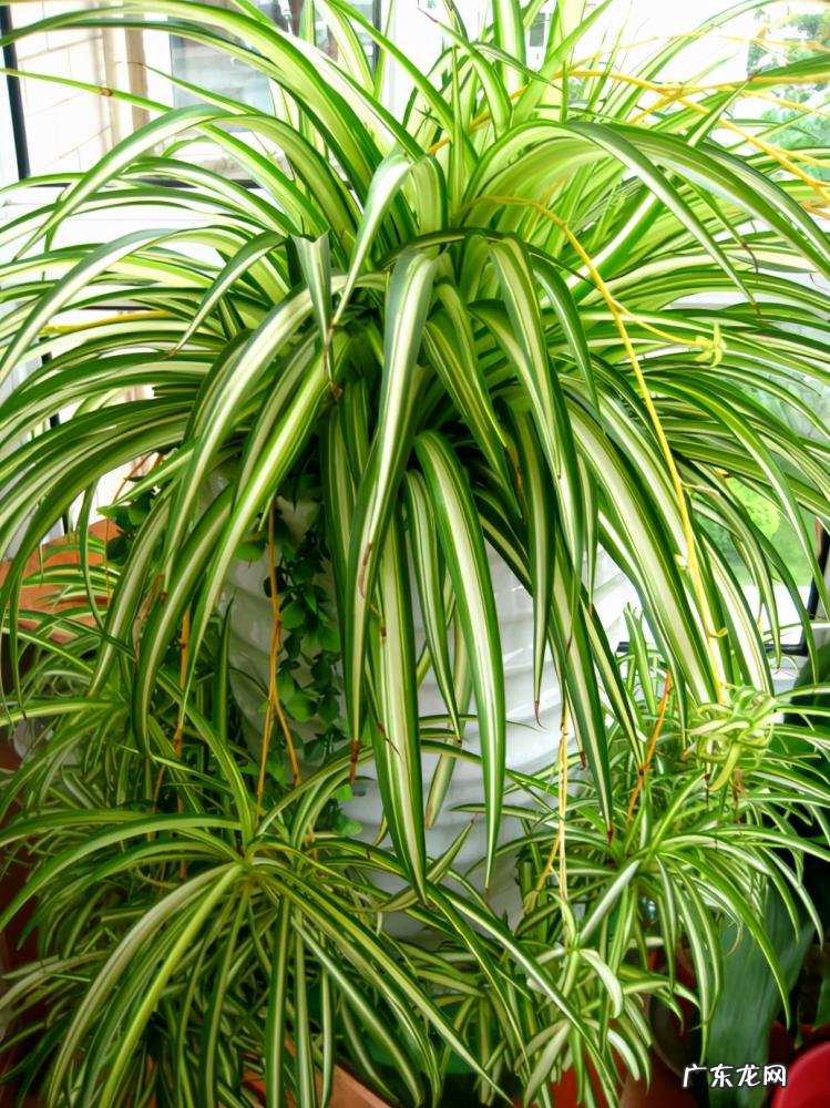 为什么家里不能养卷柏树 盆栽绿萝花