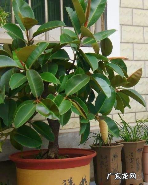 为什么家里不能养卷柏树 盆栽绿萝花