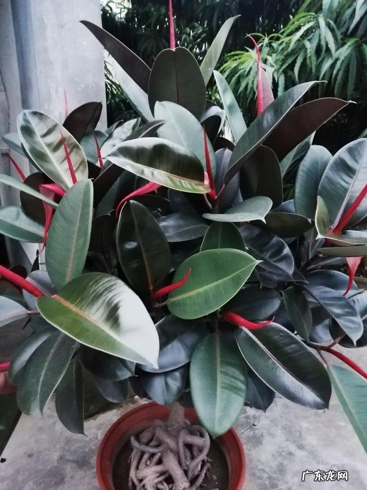 为什么家里不能养卷柏树 盆栽绿萝花