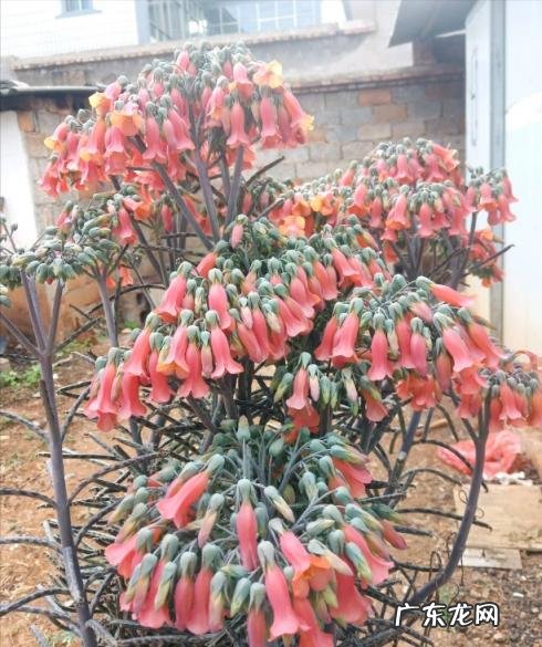 为什么家里不能养卷柏树 盆栽绿萝花