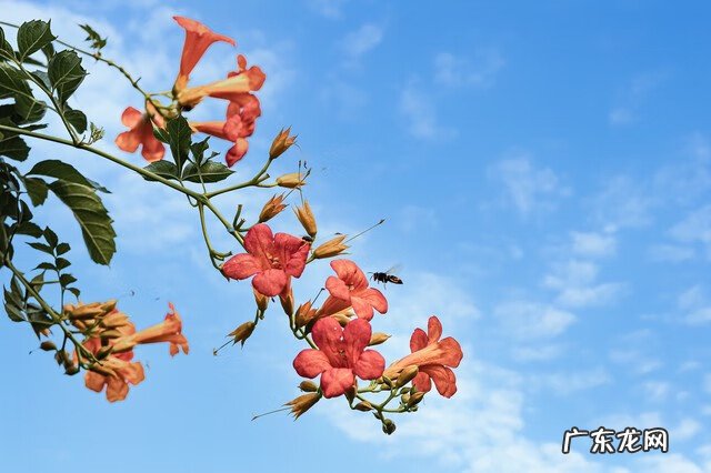 凌霄花种植效益 家里种凌霄花好吗