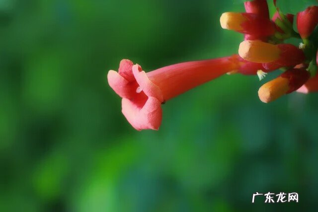 凌霄花种植效益 家里种凌霄花好吗