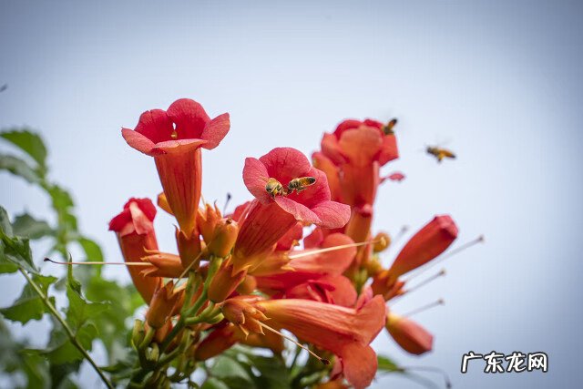 凌霄花种植效益 家里种凌霄花好吗