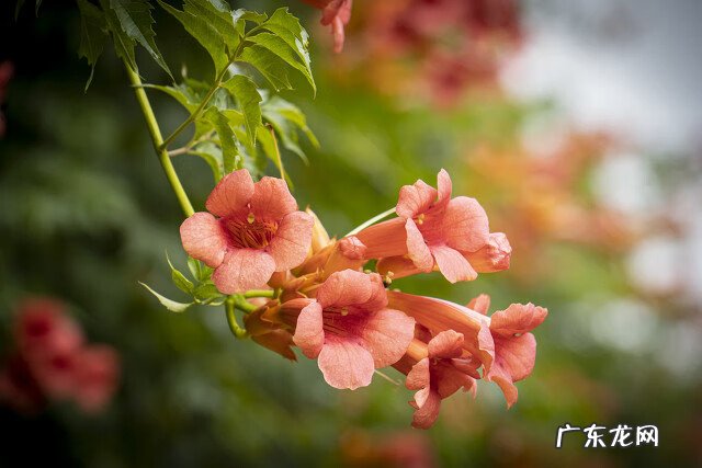 凌霄花种植效益 家里种凌霄花好吗