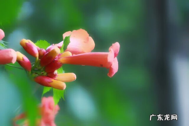 凌霄花种植效益 家里种凌霄花好吗