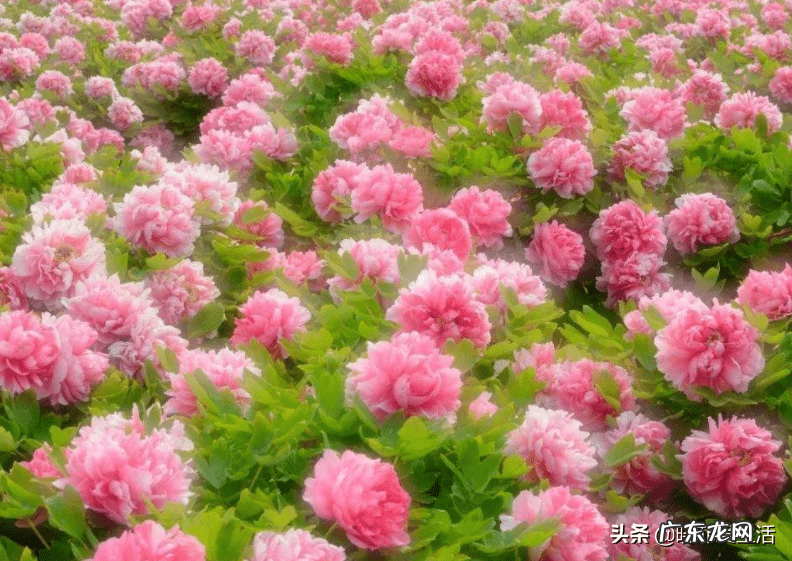 紫微镜风水 紫薇花风水好吗