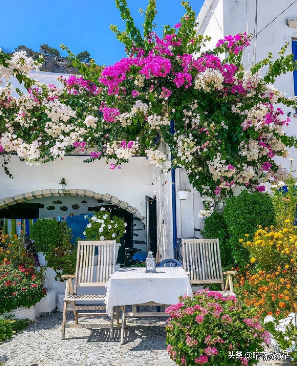 紫微镜风水 紫薇花风水好吗