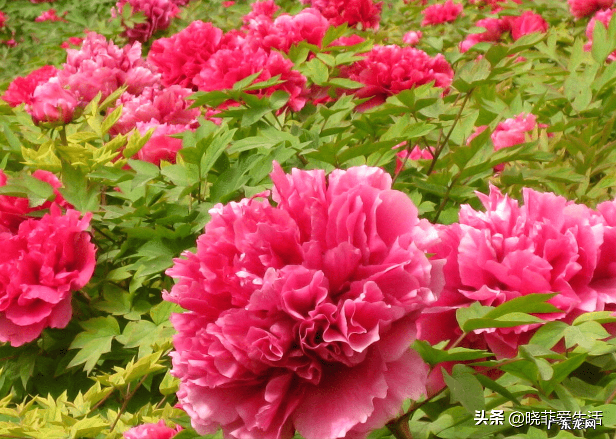 紫微镜风水 紫薇花风水好吗