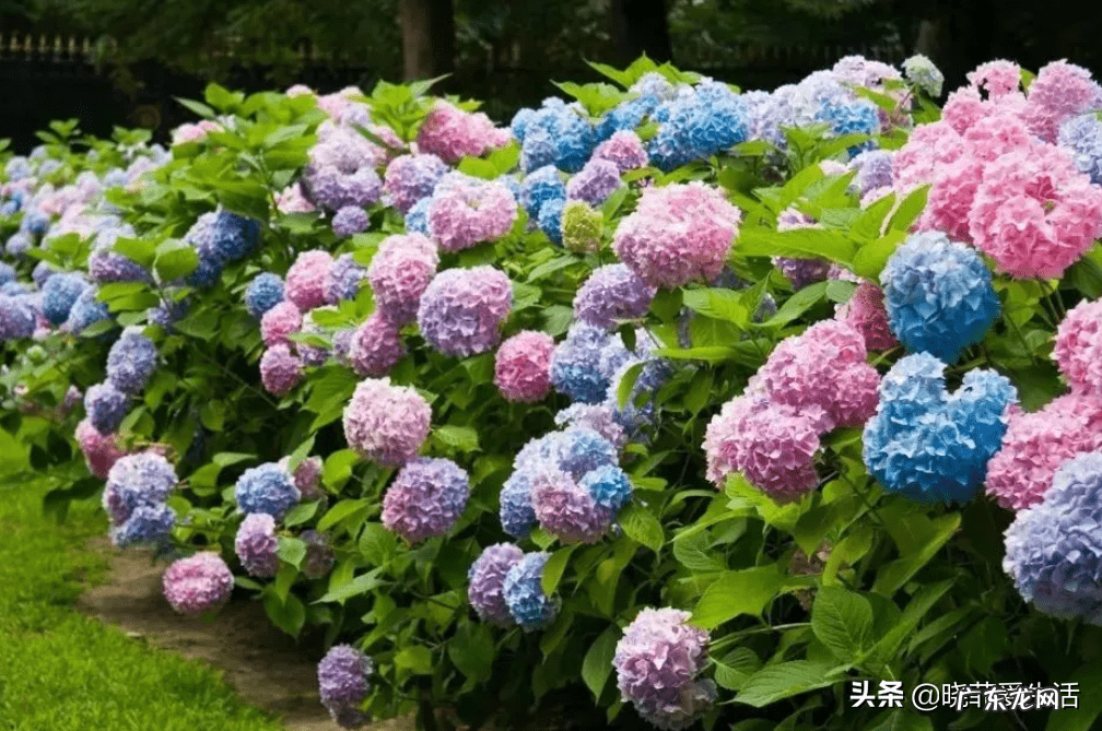 紫微镜风水 紫薇花风水好吗