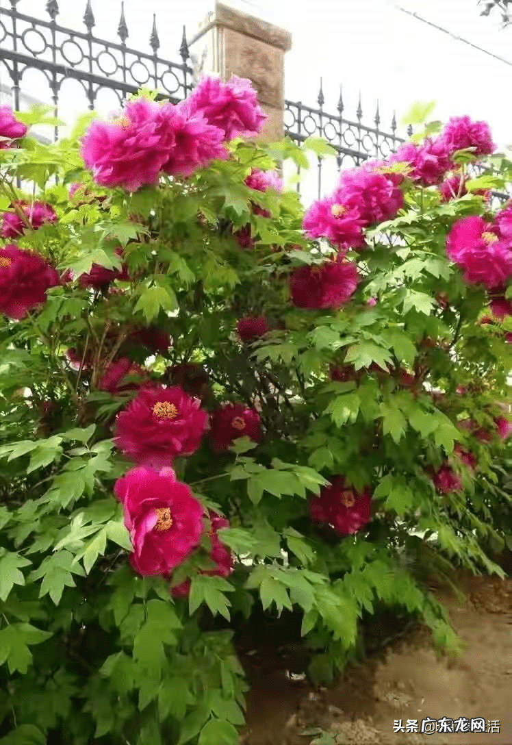 紫微镜风水 紫薇花风水好吗