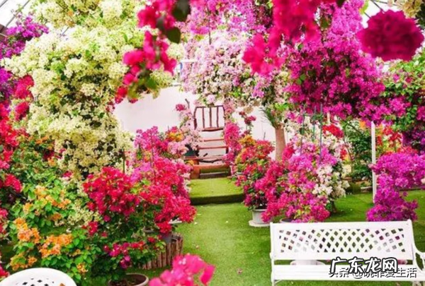 紫微镜风水 紫薇花风水好吗