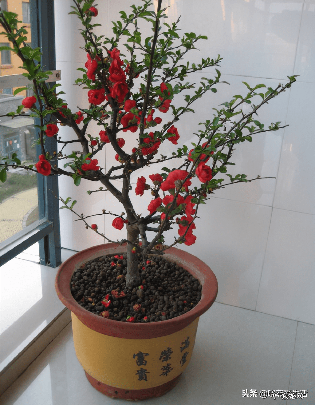 紫微镜风水 紫薇花风水好吗