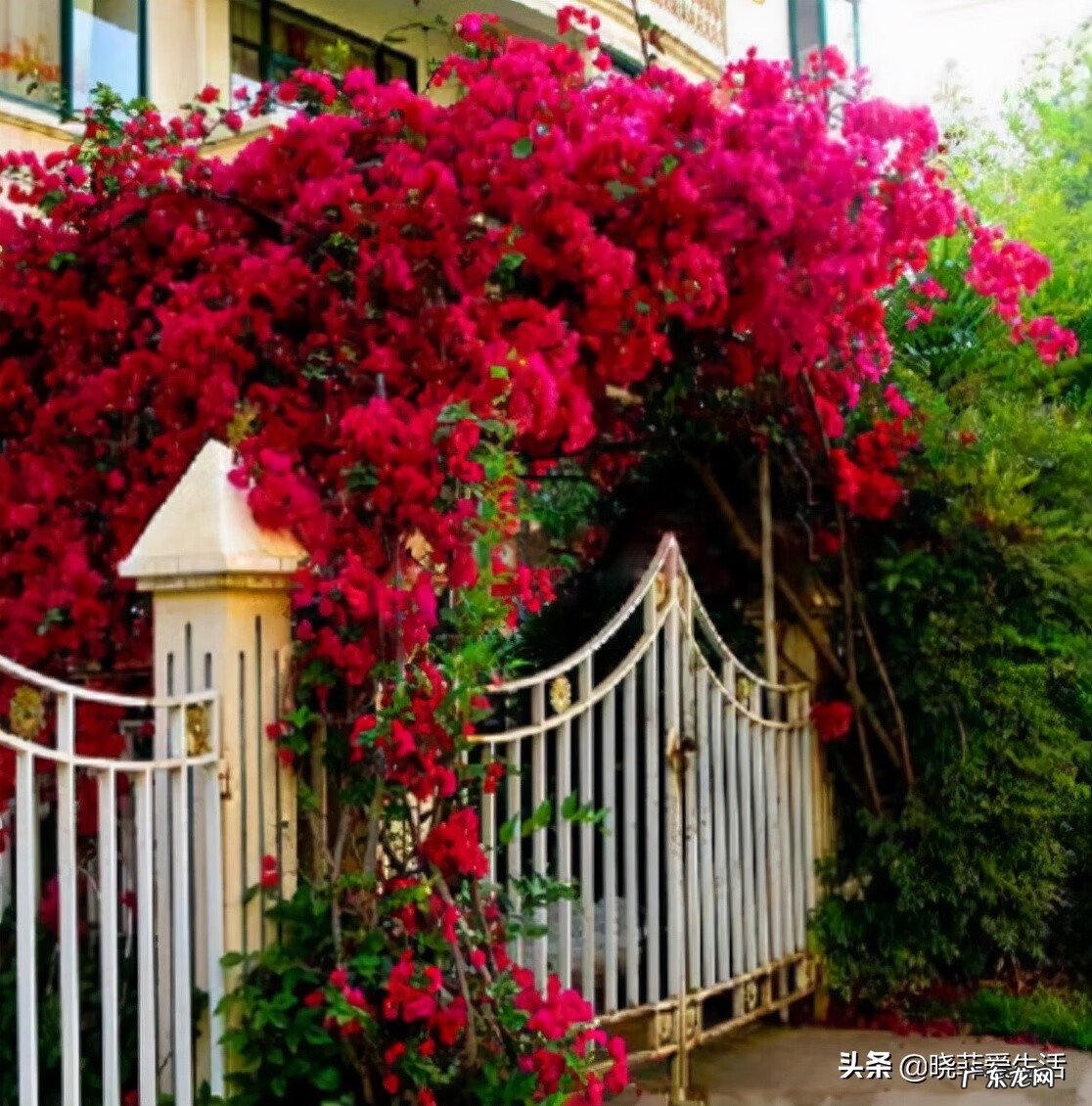 紫微镜风水 紫薇花风水好吗