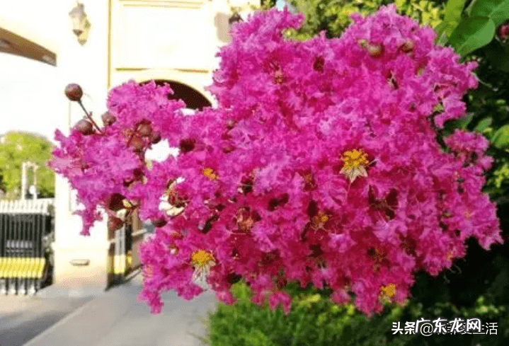 紫微镜风水 紫薇花风水好吗