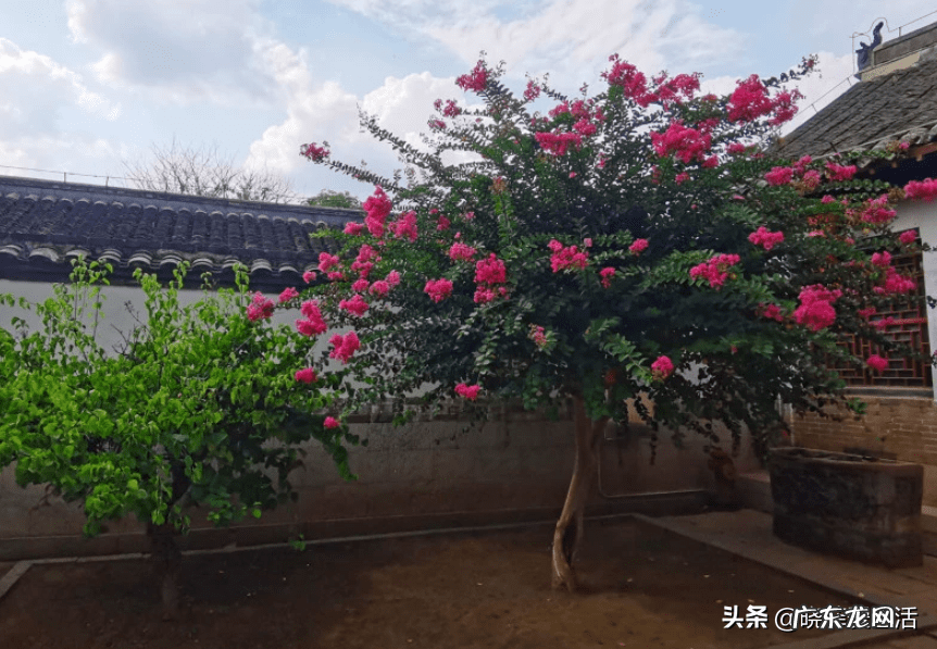 紫微镜风水 紫薇花风水好吗