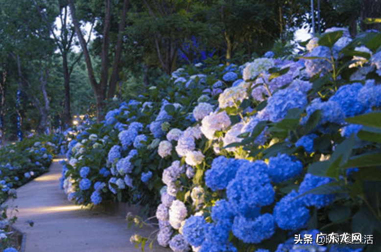 紫微镜风水 紫薇花风水好吗