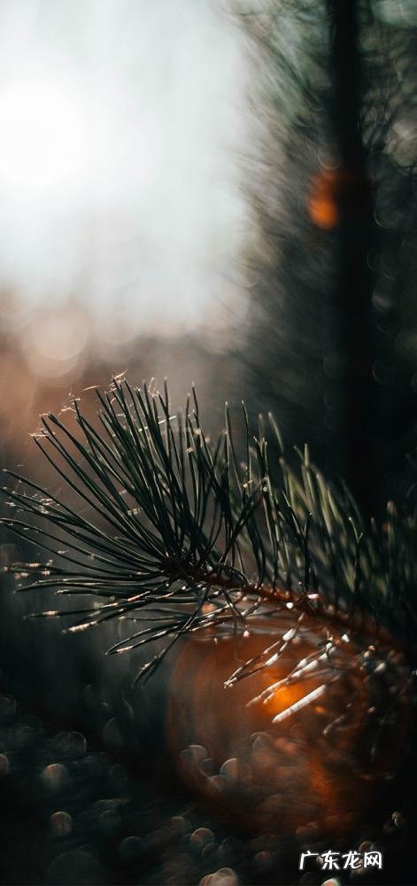 郁郁葱葱的意思是什么? 郁郁葱葱是什么意思呢