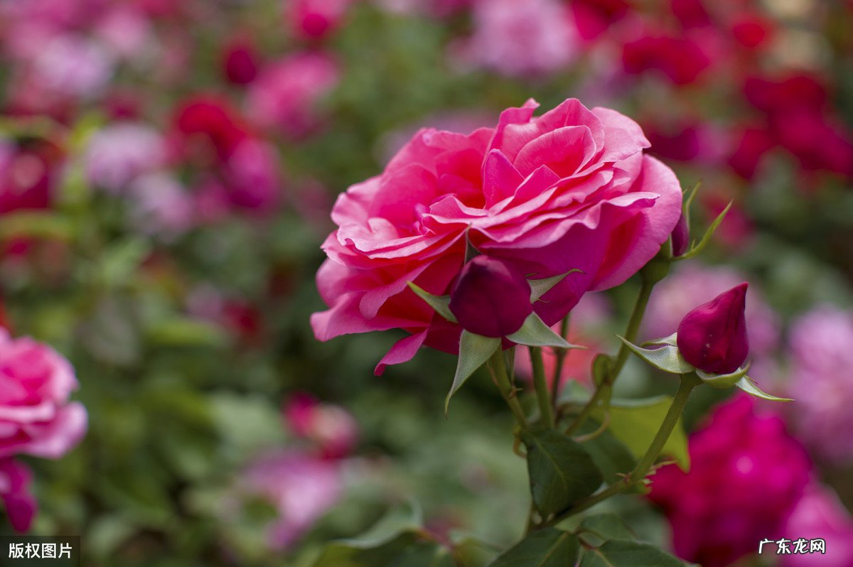 5月20日,是“小满”节气,饮食上吃点啥好?如何养生?