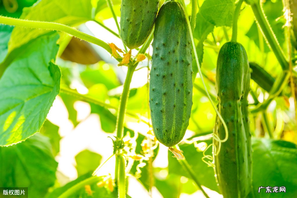 5月20日,是“小满”节气,饮食上吃点啥好?如何养生?